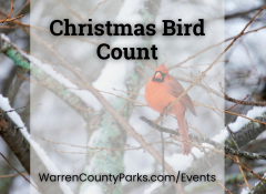 male cardinal sitting on a snowy tree branch